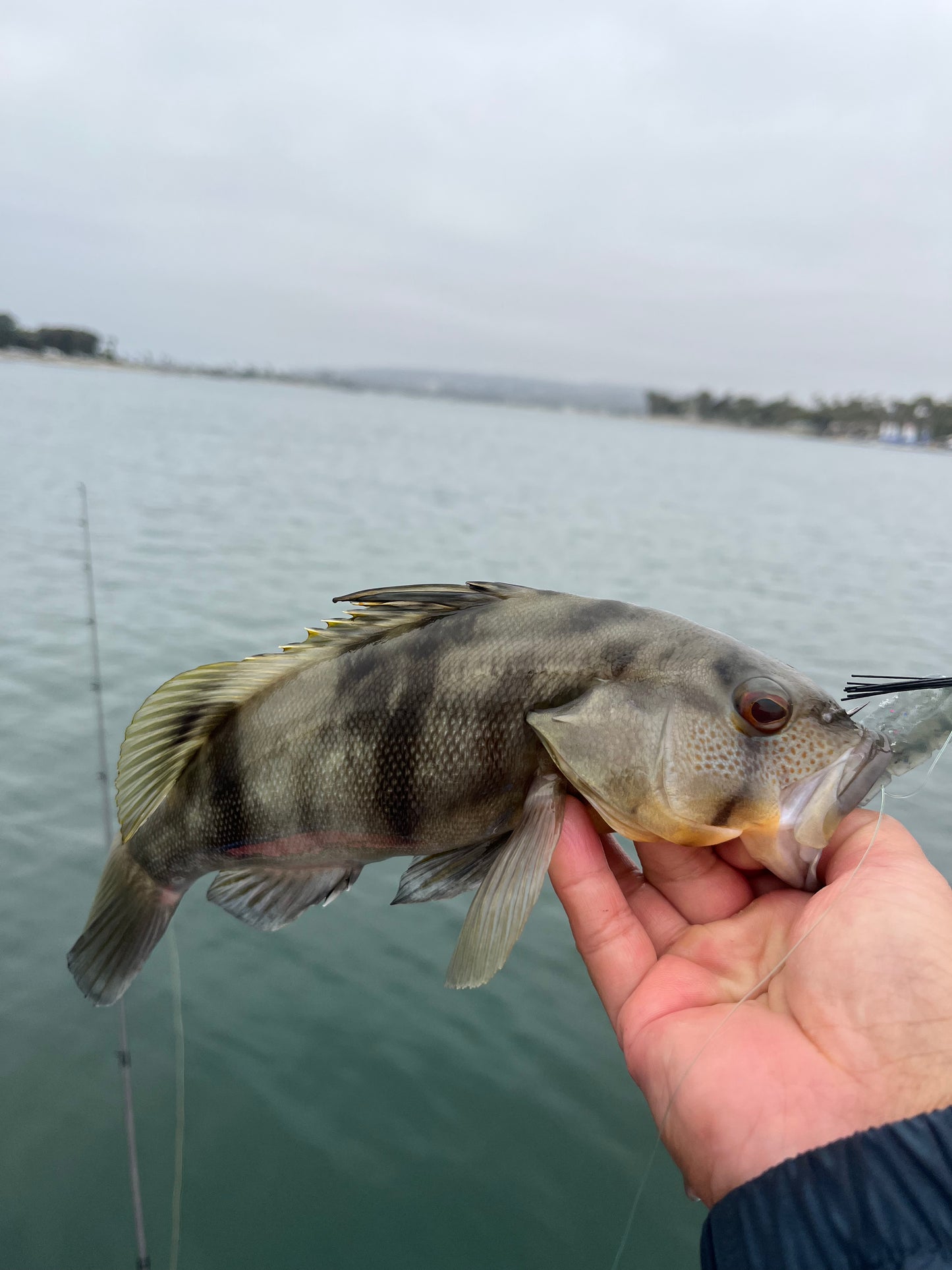 Grub n Tug 3pk